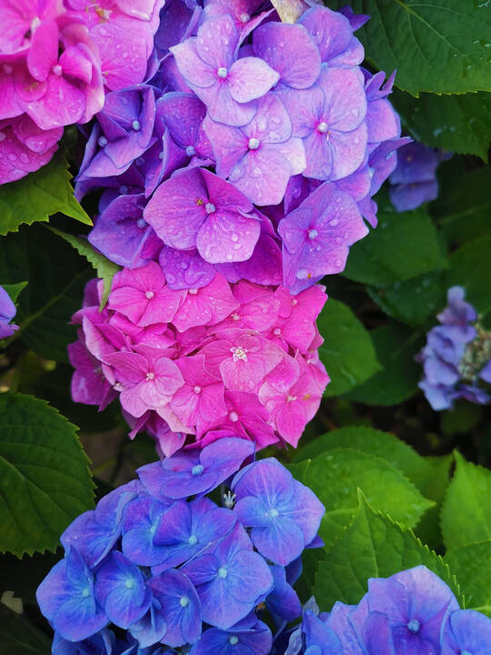 Hortensja ogrodowa Masja Hydrangea macrophylla