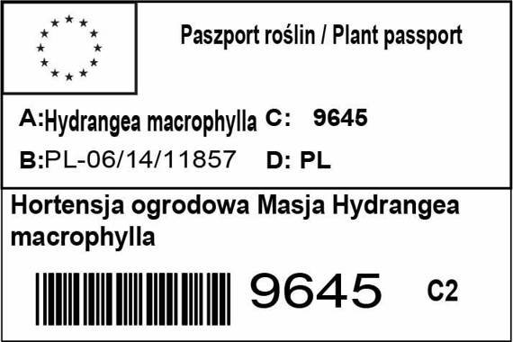 Hortensja ogrodowa Masja Hydrangea macrophylla