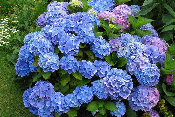 Hortensja ogrodowa Nikko Blue Hydrangea macrophylla