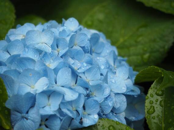 Hortensja ogrodowa Nikko Blue Hydrangea macrophylla