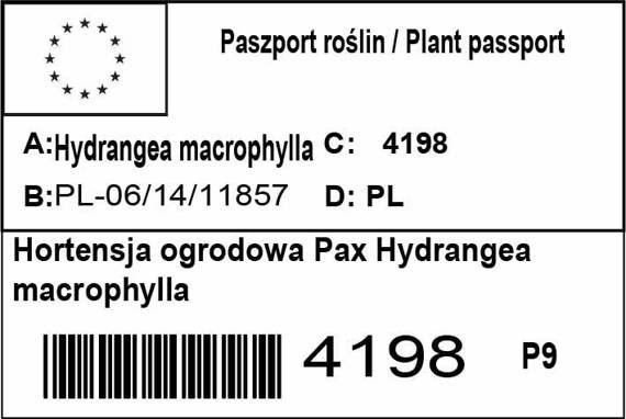 Hortensja ogrodowa Pax Hydrangea macrophylla 