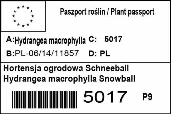 Hortensja ogrodowa Schneeball Hydrangea macrophylla Snowball