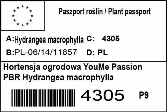 Hortensja ogrodowa You&Me Passion PBR Hydrangea macrophylla