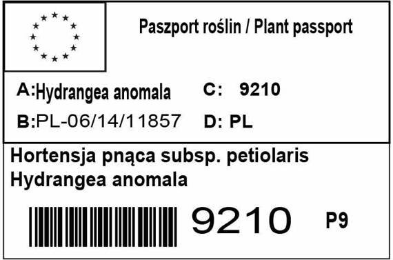 Hortensja pnąca subsp. petiolaris Hydrangea anomala