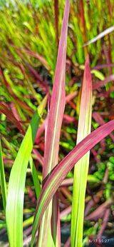 Imperata cylindryczna Red Baron Imperata cylindrica