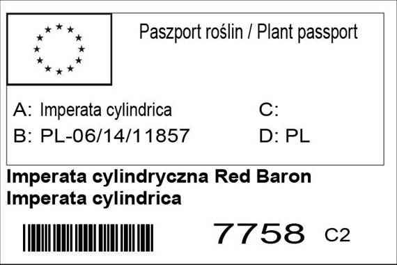 Imperata cylindryczna Red Baron Imperata cylindrica
