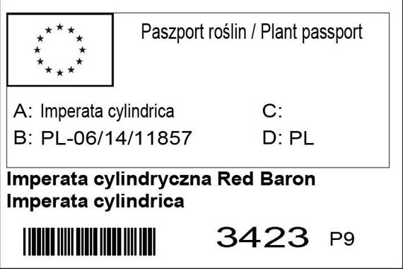 Imperata cylindryczna Red Baron Imperata cylindrica