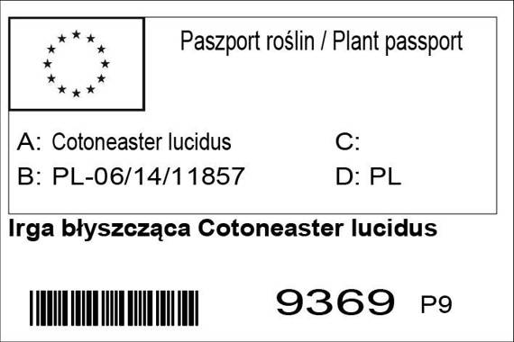 Irga błyszcząca Cotoneaster lucidus