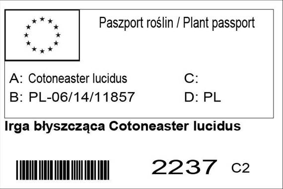 Irga błyszcząca Cotoneaster lucidus