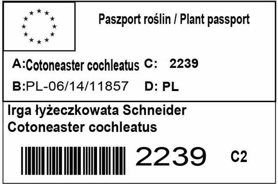 Irga łyżeczkowata Schneider Cotoneaster cochleatus