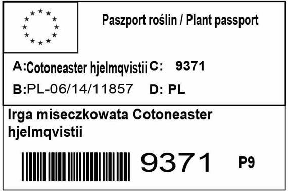 Irga miseczkowata Cotoneaster hjelmqvistii