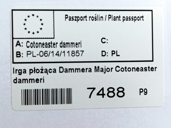 Irga płożąca Dammera Major Cotoneaster dammeri