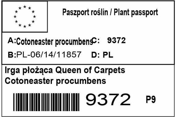 Irga płożąca Queen of Carpets Cotoneaster procumbens