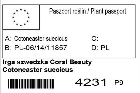 Irga szwedzka Coral Beauty Cotoneaster suecicus