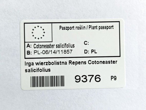 Irga wierzbolistna Repens Cotoneaster salicifolius