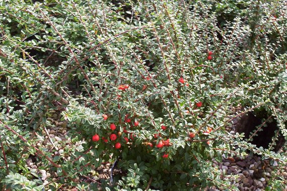 Irga wyrazista Decorus Cotoneaster conspicuus