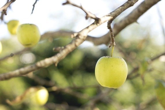 Jabłoń Antonówka zwykła Malus domestica