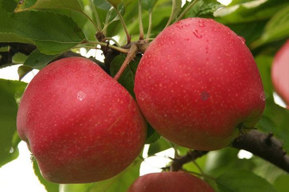 Jabłoń Gala Malus domestica