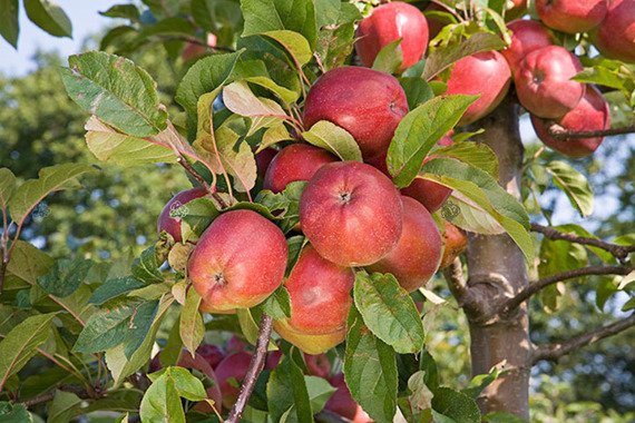 Jabłoń Gloster Malus domestica