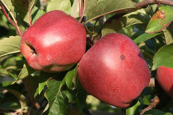 Jabłoń Gloster Malus domestica