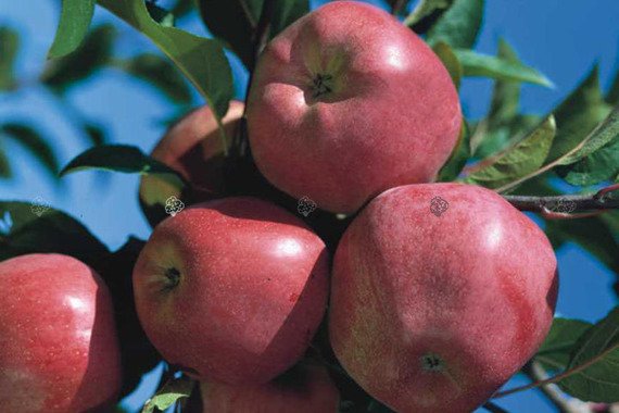 Jabłoń Gloster Malus domestica