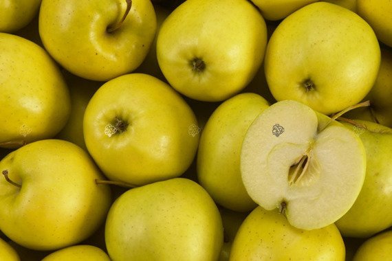 Jabłoń Golden Delicious Malus domestica