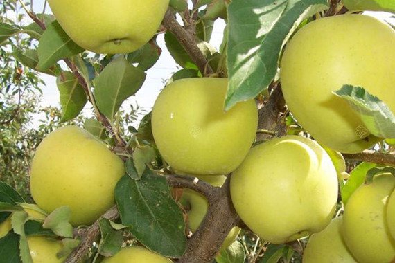 Jabłoń Golden Delicious Malus domestica