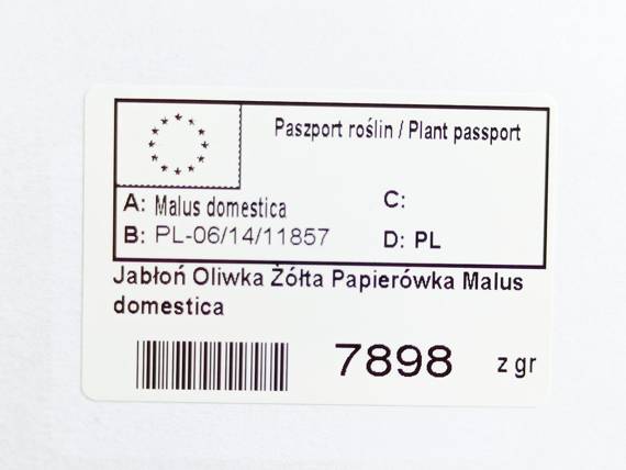 Jabłoń Oliwka Żółta Papierówka Malus domestica