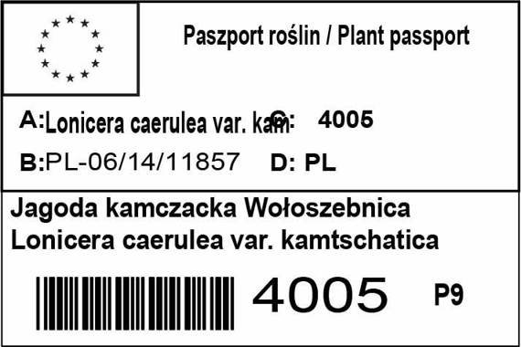 Jagoda kamczacka Wołoszebnica Lonicera caerulea var. kamtschatica