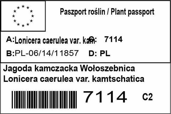 Jagoda kamczacka Wołoszebnica Lonicera caerulea var. kamtschatica