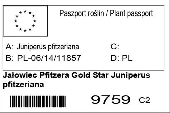 Jałowiec Pfitzera Gold Star Juniperus pfitzeriana