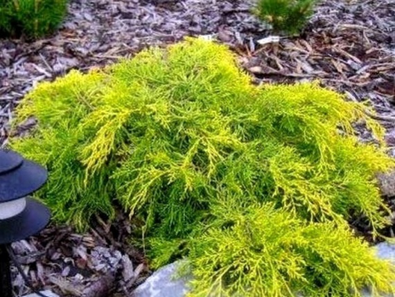 Jałowiec Pfitzera King of Spring Juniperus pfitzeriana