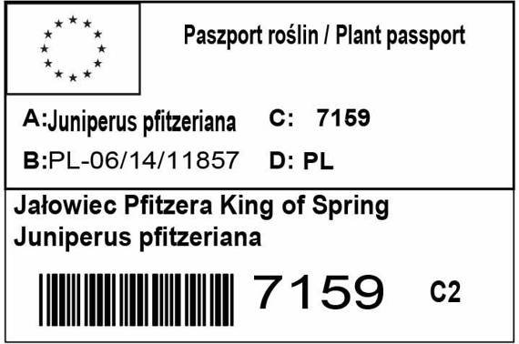 Jałowiec Pfitzera King of Spring Juniperus pfitzeriana
