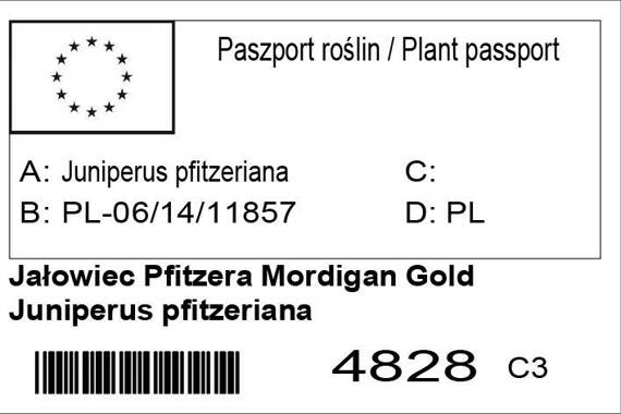 Jałowiec Pfitzera Mordigan Gold Juniperus pfitzeriana