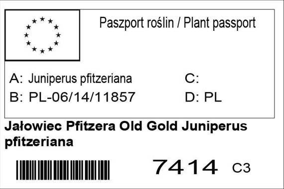 Jałowiec Pfitzera Old Gold Juniperus pfitzeriana