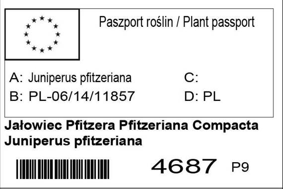 Jałowiec Pfitzera Pfitzeriana Compacta Juniperus pfitzeriana