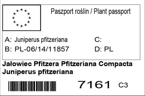 Jałowiec Pfitzera Pfitzeriana Compacta Juniperus pfitzeriana