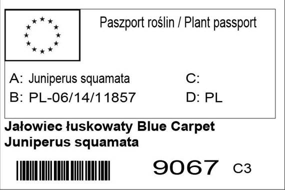 Jałowiec łuskowaty Blue Carpet Juniperus squamata