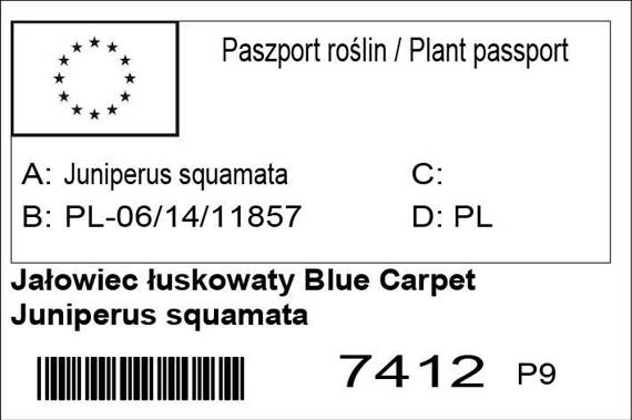 Jałowiec łuskowaty Blue Carpet Juniperus squamata