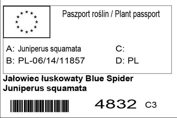 Jałowiec łuskowaty Blue Spider Juniperus squamata