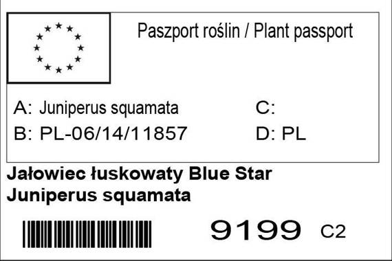 Jałowiec łuskowaty Blue Star Juniperus squamata