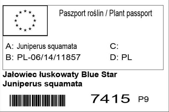 Jałowiec łuskowaty Blue Star Juniperus squamata