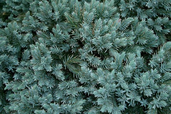 Jałowiec łuskowaty Blue Star Juniperus squamata