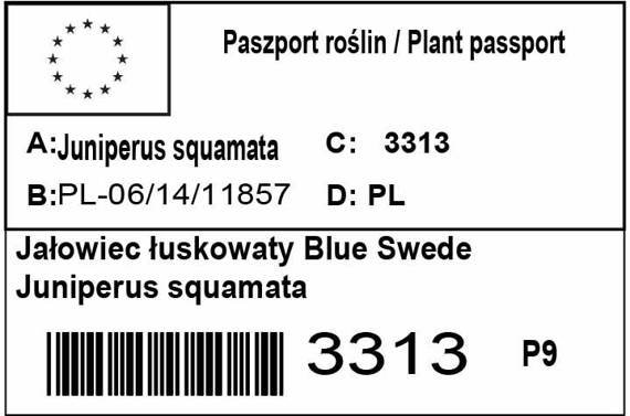 Jałowiec łuskowaty Blue Swede Juniperus squamata
