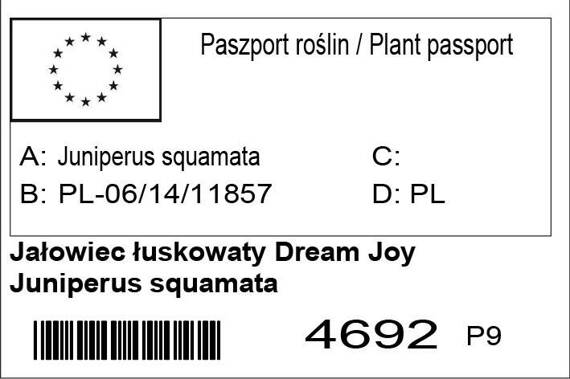 Jałowiec łuskowaty Dream Joy Juniperus squamata