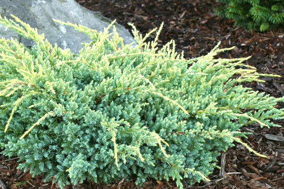 Jałowiec łuskowaty Holger Juniperus squamata