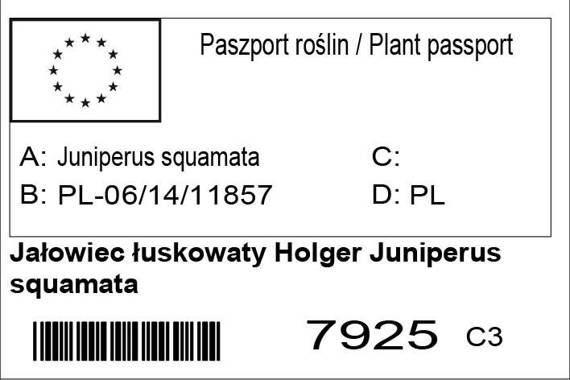 Jałowiec łuskowaty Holger Juniperus squamata