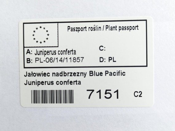Jałowiec nadbrzeżny Blue Pacific Juniperus conferta