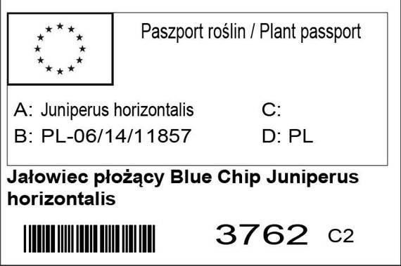 Jałowiec płożący Blue Chip Juniperus horizontalis