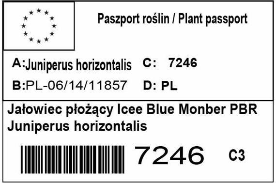 Jałowiec płożący Icee Blue Monber PBR Juniperus horizontalis